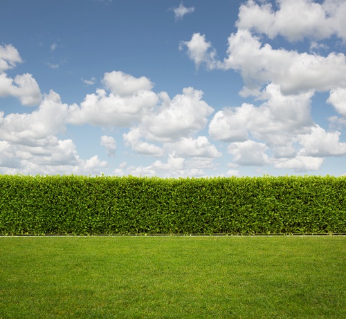 Growing a Privacy Hedge